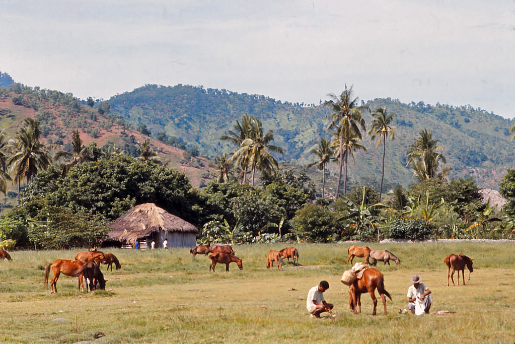 #17 Dili Sunday market – horsepark, Timor, 1970s
