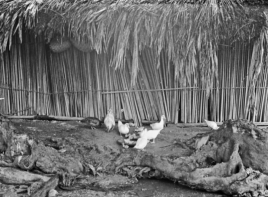 #78 Bacau, Timor, 1970s