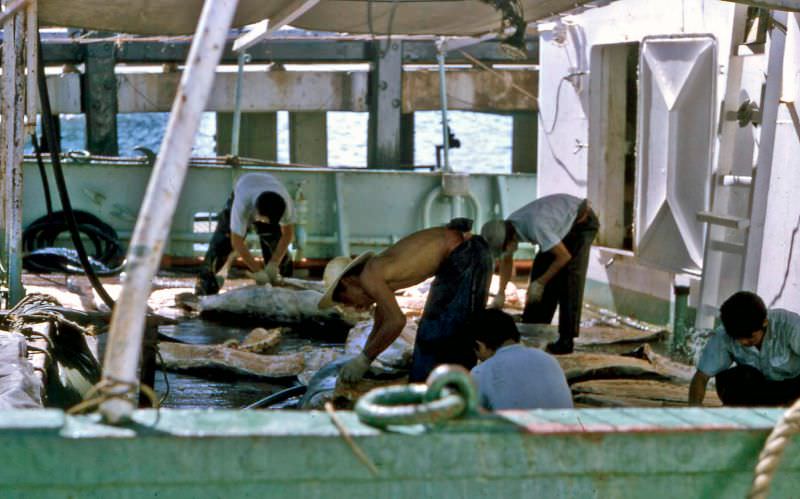 #30 Japanese tuna fishing, Sint Maarten, 1960s