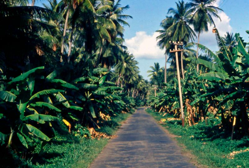 #6 Dominica road, 1960s