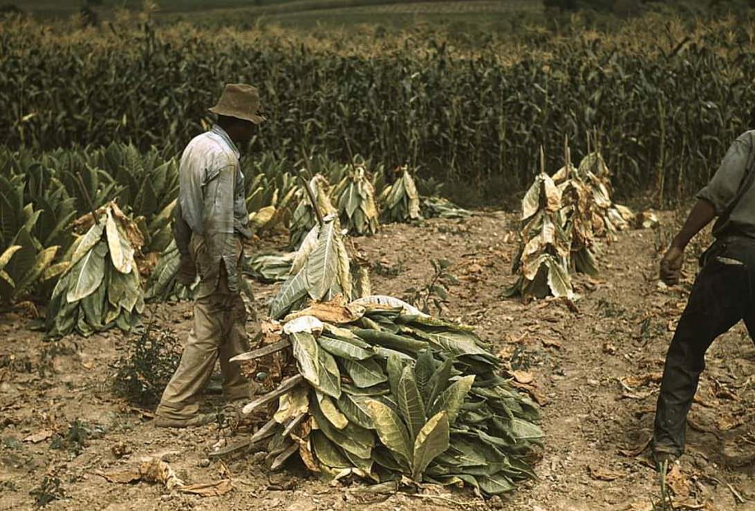 #10 Tobacco workers at the Russell Spears’ farm, Lexington, Kentucky, 1940.