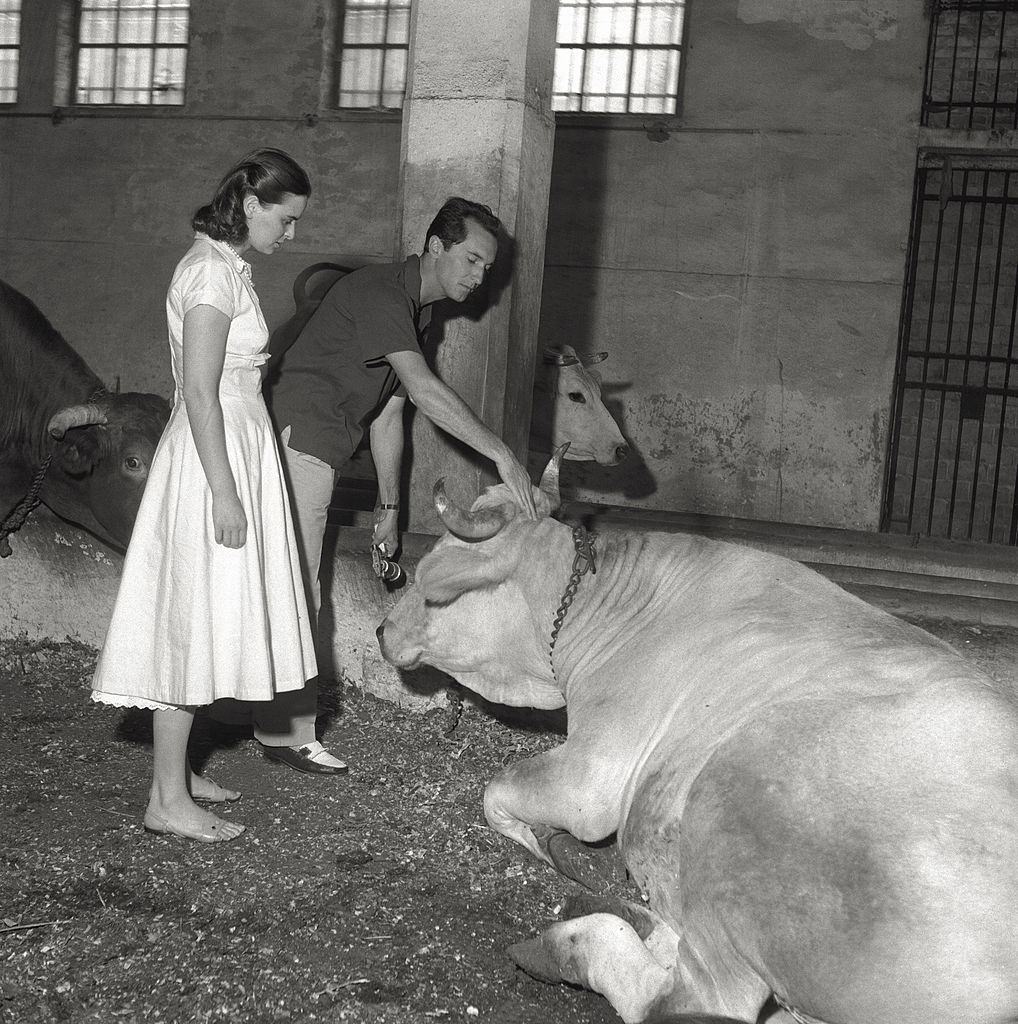 The actress Lucia Bosè with her husband, the bullfighter Luis Miguel Dominguìn, who pets a bull’s head, in the course of the 17th Venice Intenational Film Festival.