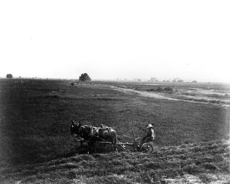 #19 Lakeside Ranch field, 1880s
