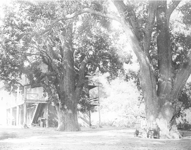 #58 Fort Tejon Oaks, 1880s