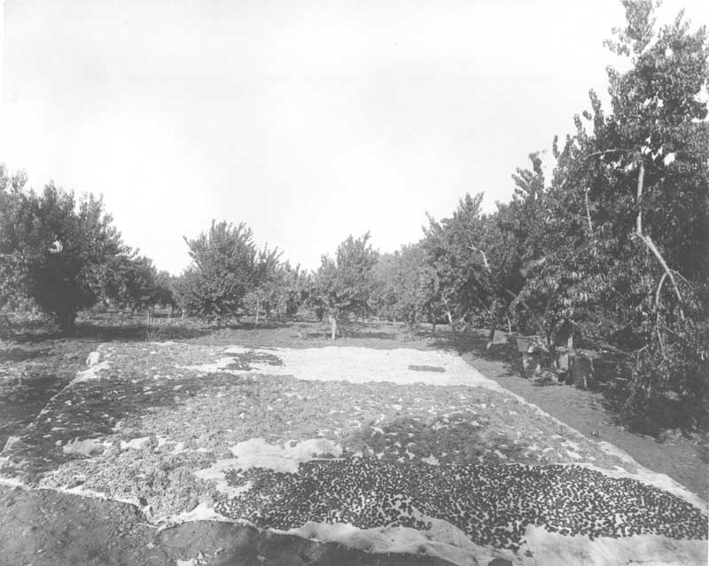 #59 Raisins and figs drying on burlap ground cloth at Rancho El Tejon, 1880s