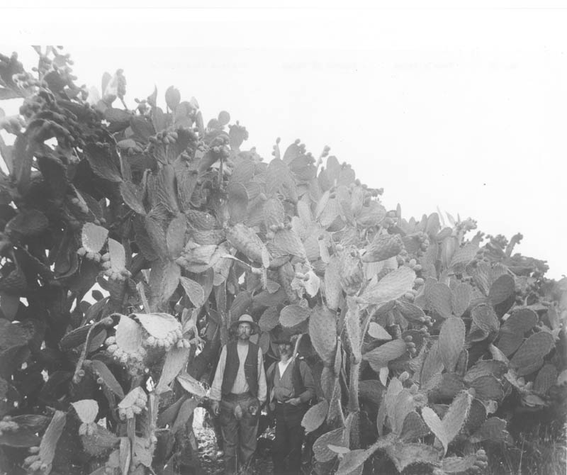 #22 Tuna’s hedge, 1880s