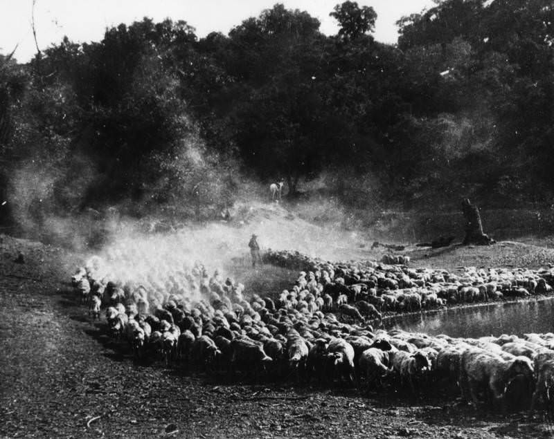 #9 Flock of sheep watering 1878