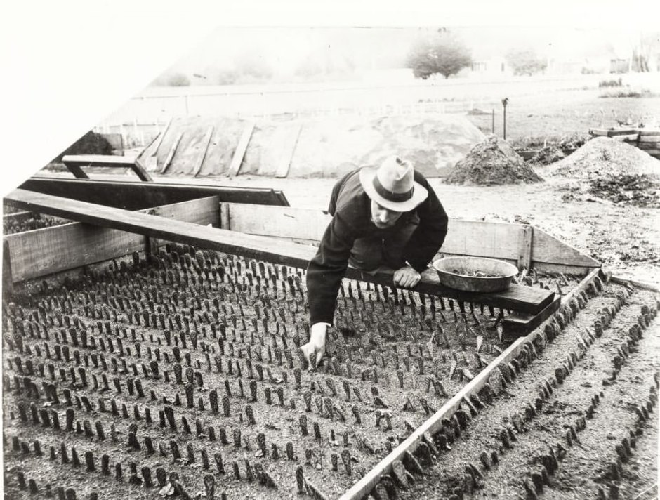 #28 Burbank planting Cactus 1890