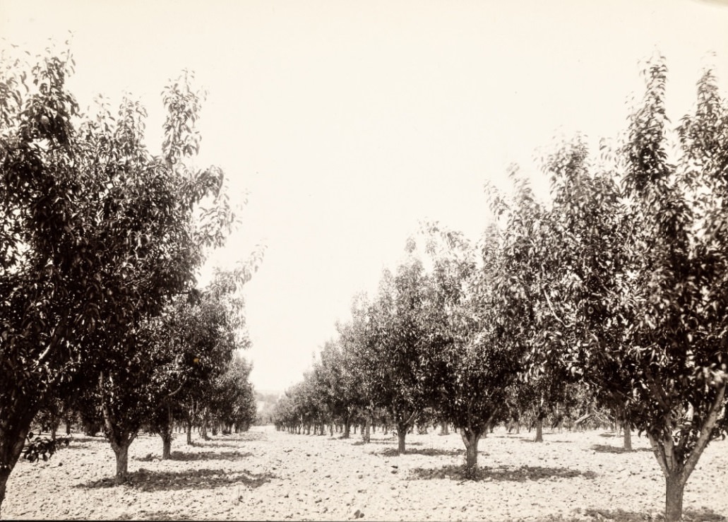 #4 Andrew Frei fruit trees, 1890