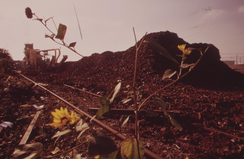 #17 Flowers Bloom In A Junkyard, August 1973
