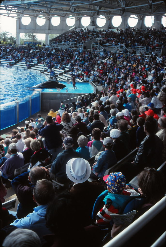 #108 Ian & Mary Anne watching “Shamu” at SeaWorld, Orlando, Florida, 1996