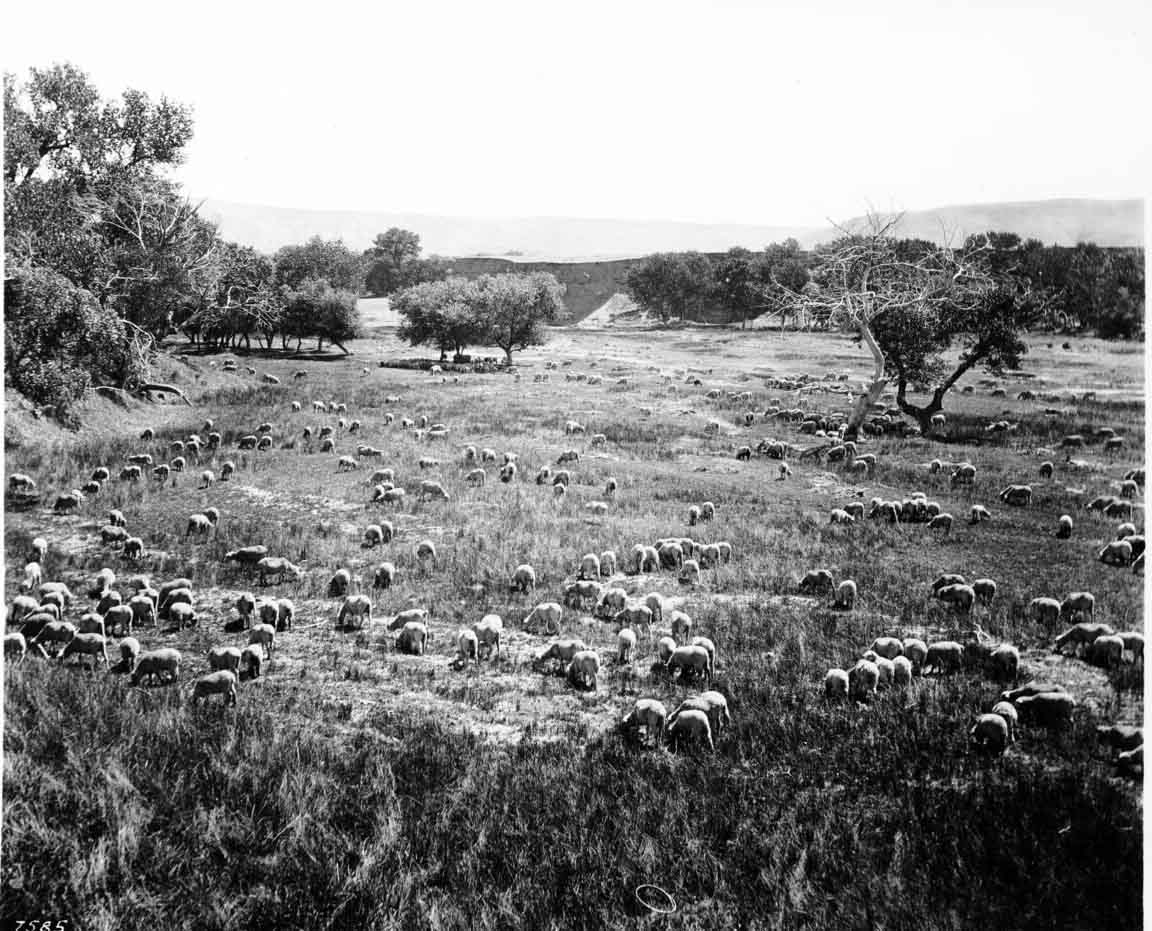 #29 Flock of sheep grazing in Pinoche Valley, Fresno, 1900