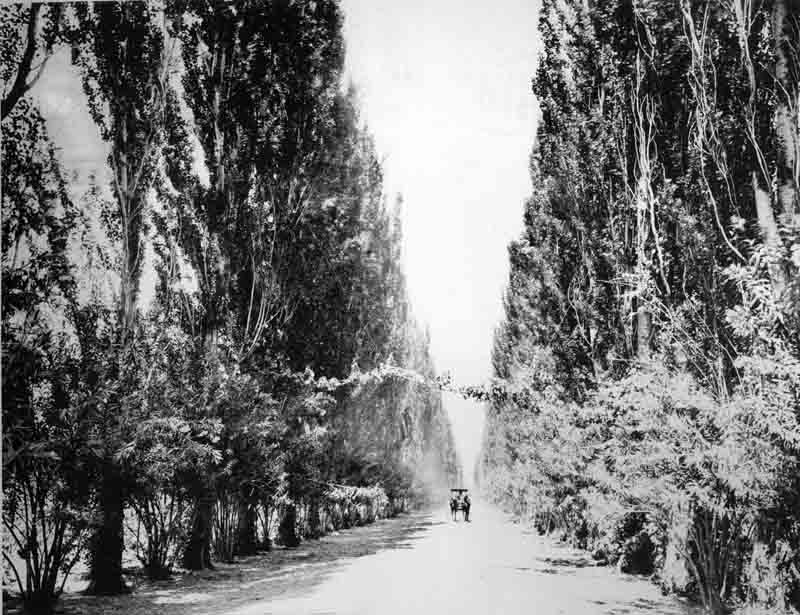 #7 Avenue in Eisen Vineyard Fresno California, 1890