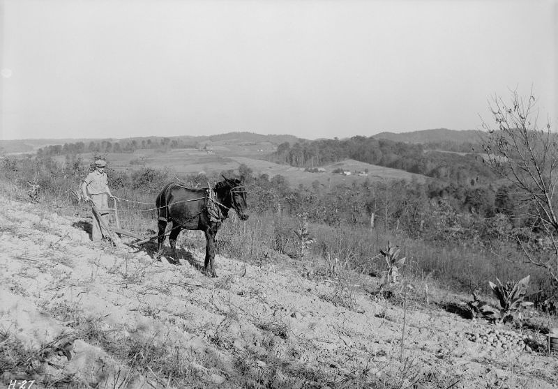 #11 Boy plowing potato field with a mule and bull-tongue plow on steep slope on J. W. Melton farm on Andersonville, Tennessee, road, October 1933