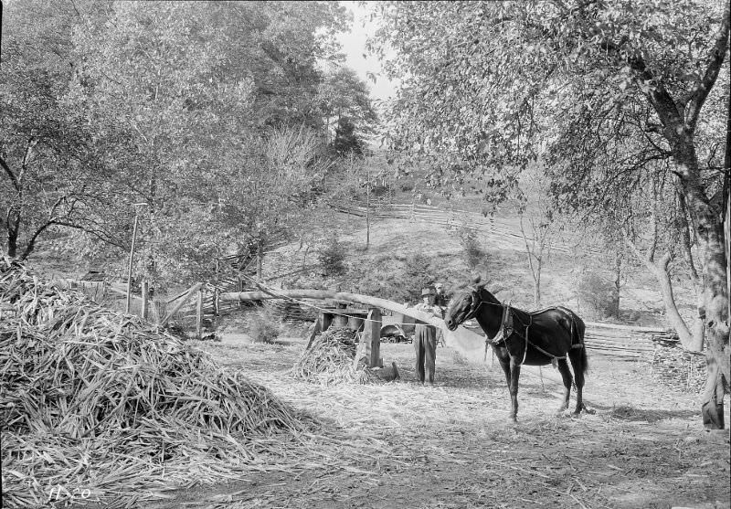 #15 Grinding sorghum cane at the Stooksberry homestead near Andersonville, Tennessee, October 1933