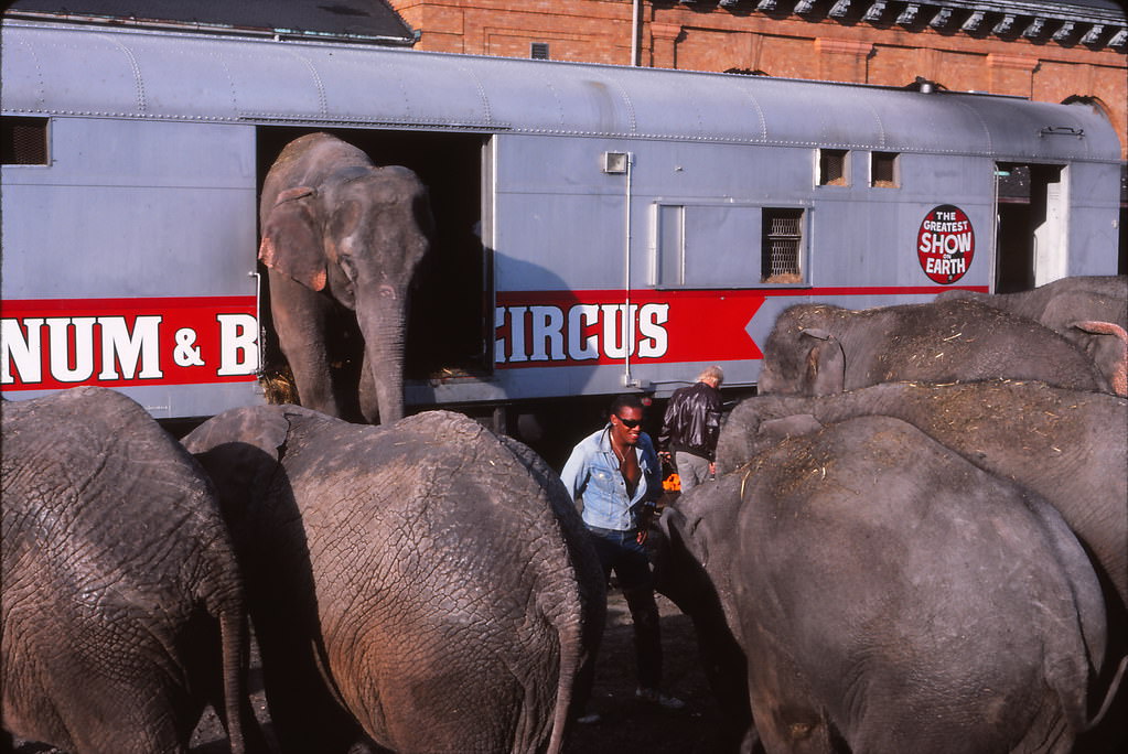 #13 The Elephants have arrived, Madison, Sept 1986