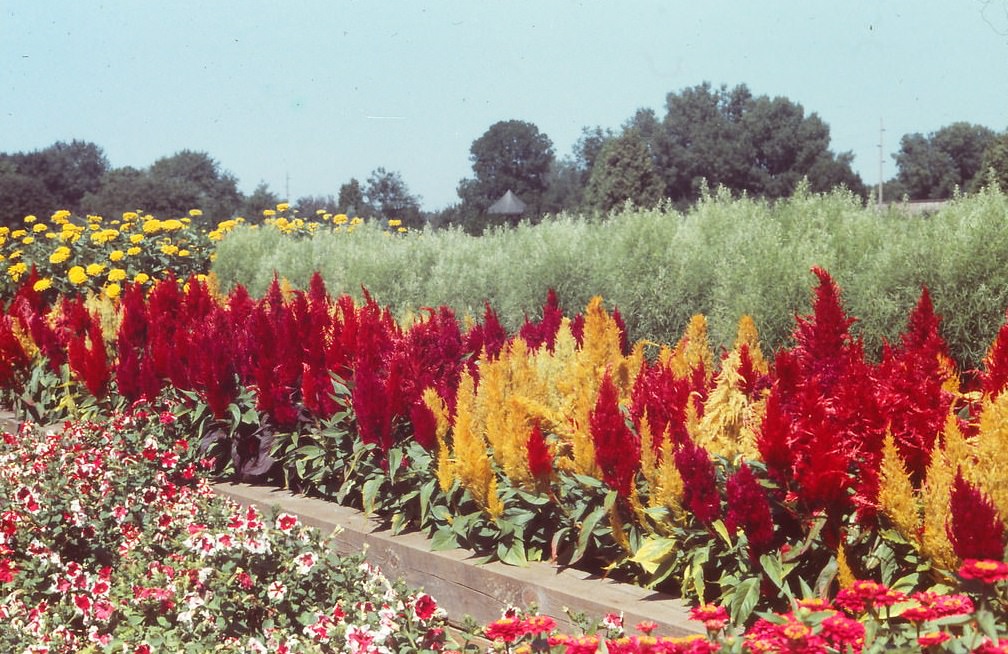 #81 Olrich Gardens, Madison, 1980s