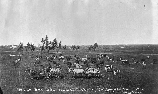 #80 Dairy cows at the Duncan Brothers dairy farm in the Chollas Valley, 1895