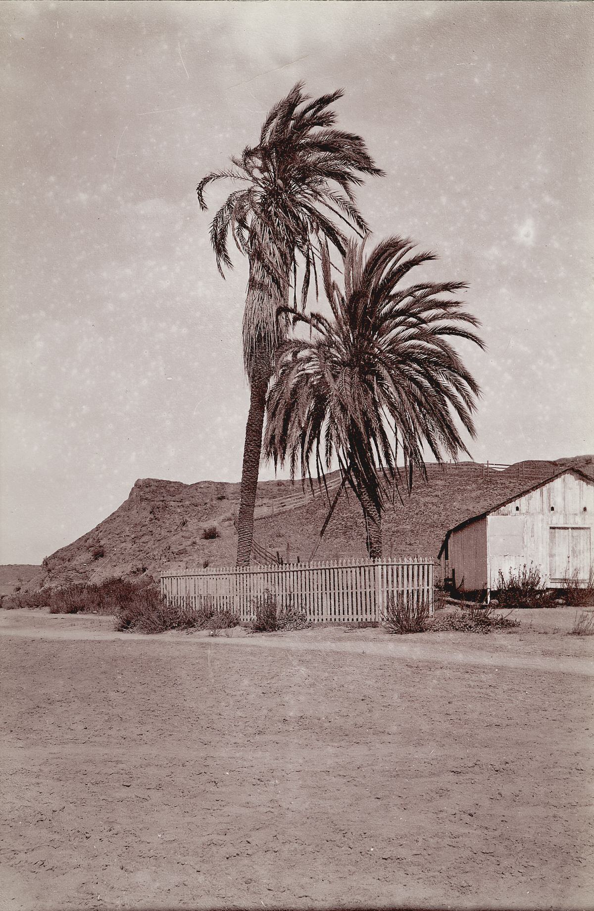 #102 Palm Trees at Old Town, 1890
