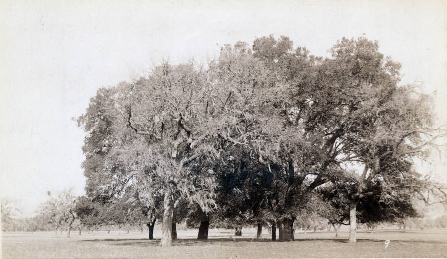 #46 Oak trees on San Martin Ranch, 1892.