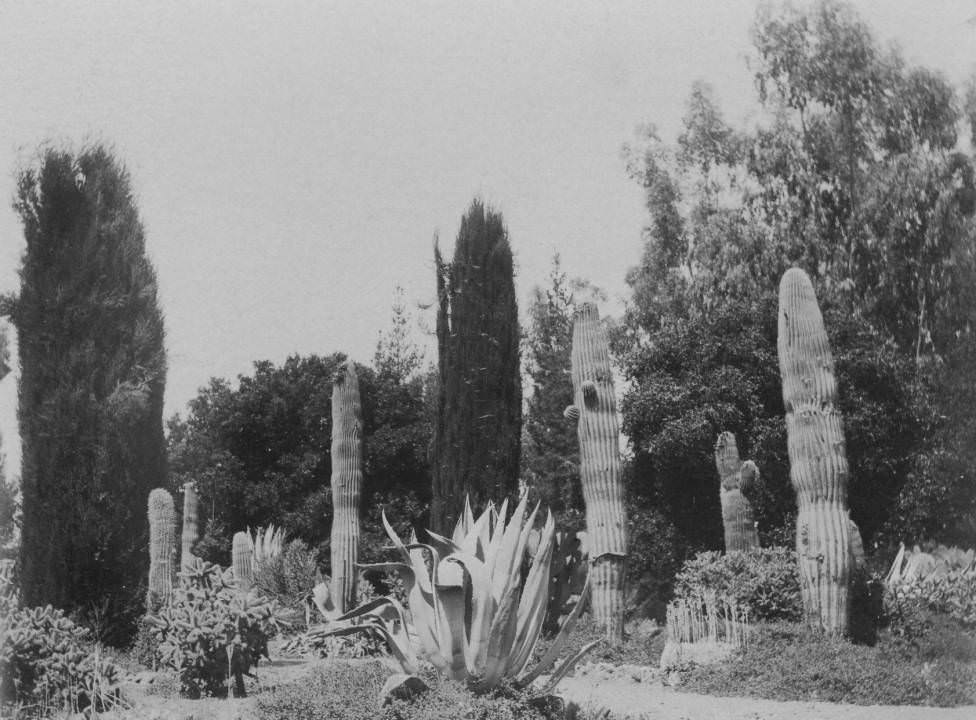 #54 Stanford University cactus garden, 1897.