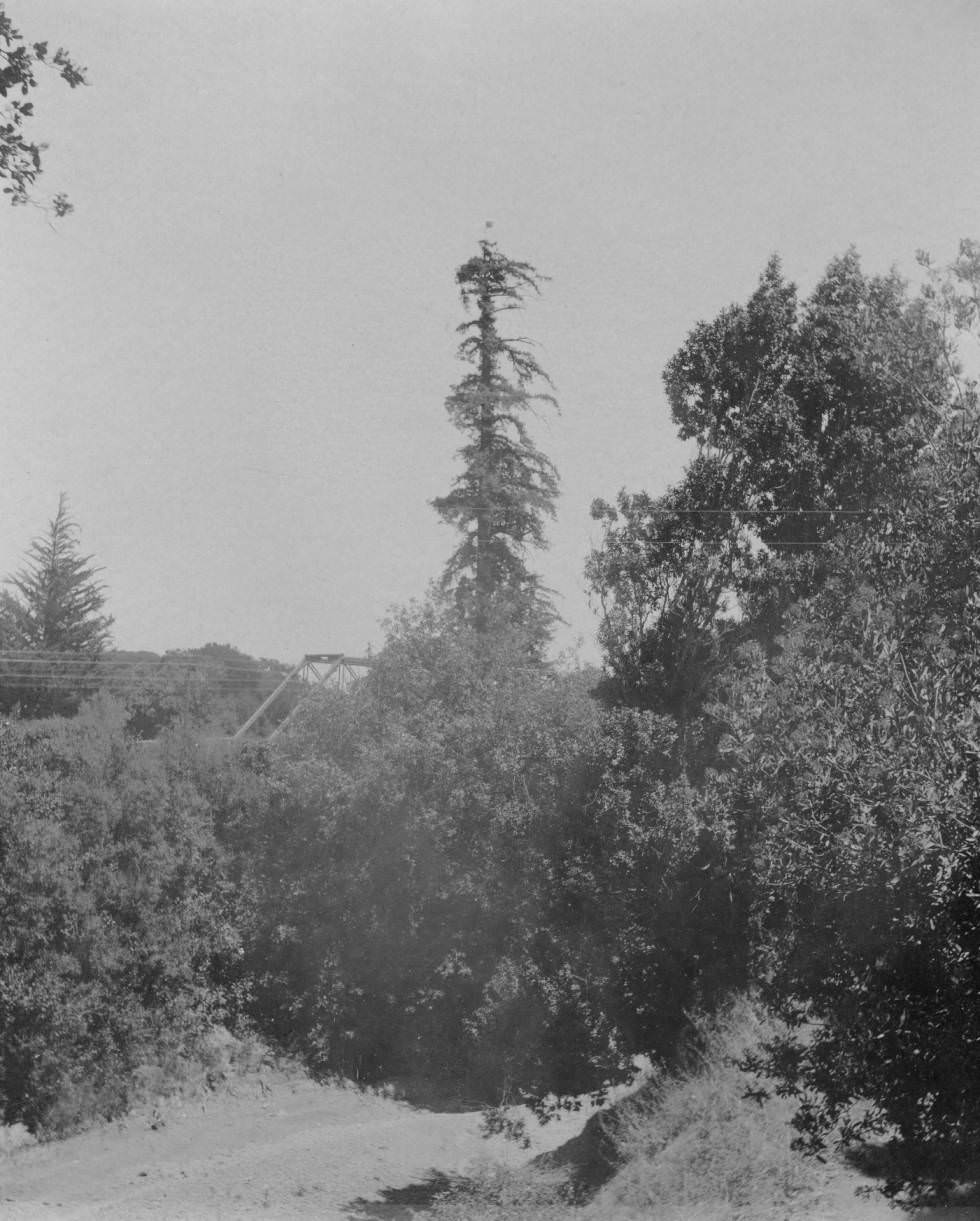 #58 Tall tree at Palo Alto, 1897.