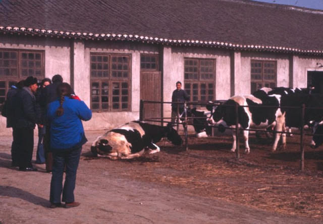 #14 Commune dairy cows, Shanghai, 1970s