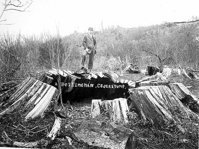 #53 Old growth cedar stump, 1912