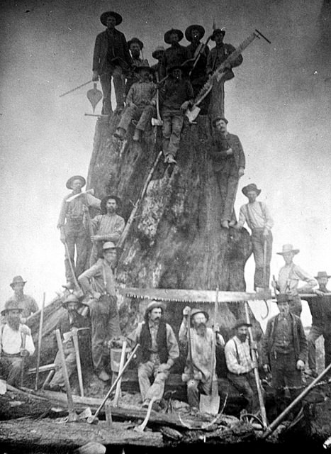 #4 Early Whatcom County logging photo showing the tools of the trade