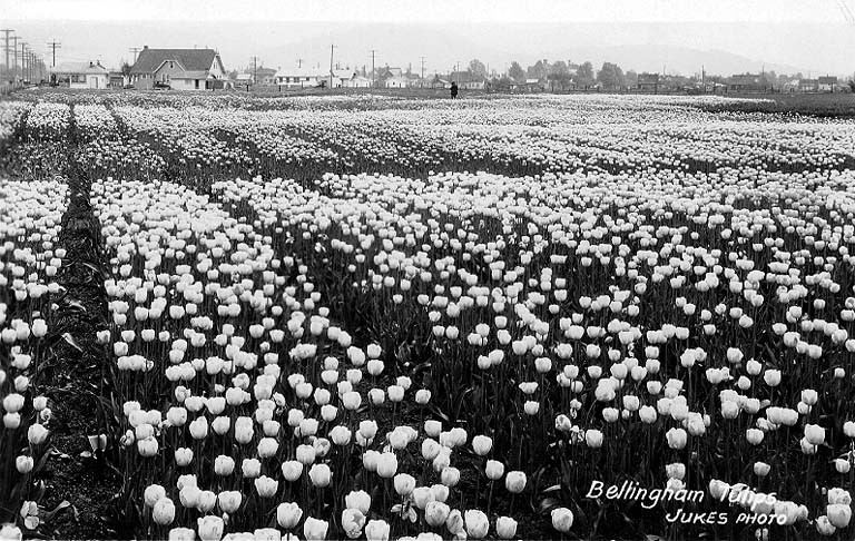 #29 Bellingham tulip fields 1898-1929