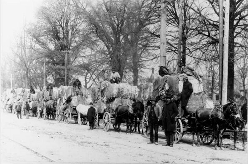 #44 Farmers lined up to bring their cotton to Charlotte market, 1900