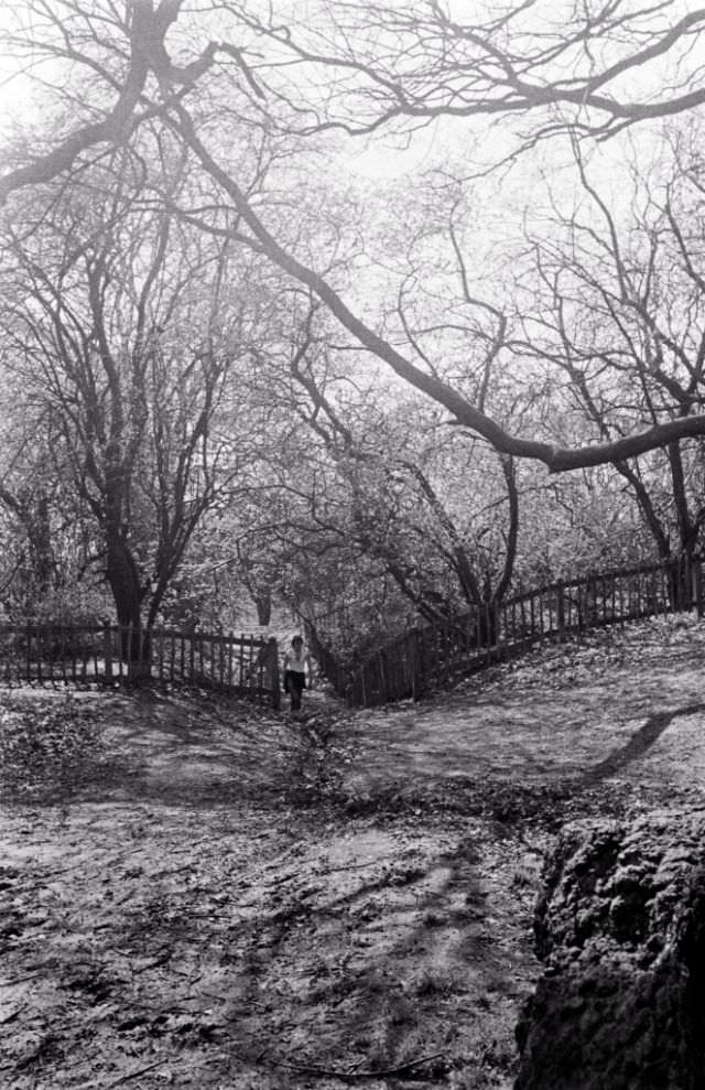 #25 Hampstead Heath, 1977