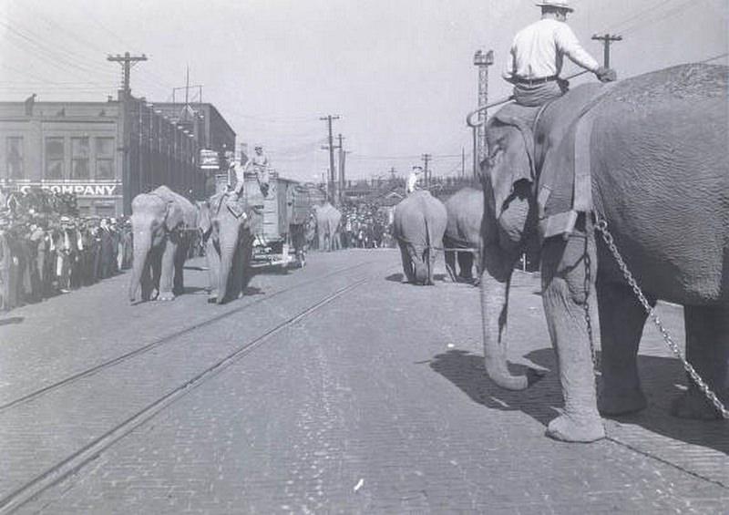 #29 Circus wagons being towed by elephants, Nashville, Tennessee, 1938
