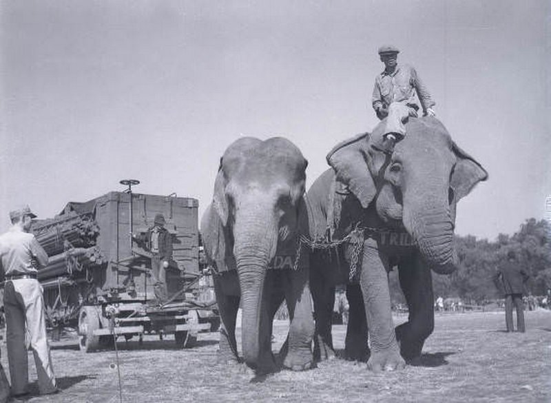 #64 Frieda and Trilby of the Barnes-Sells-Floto circus show that played at Centennial Park, Nashville, 1938