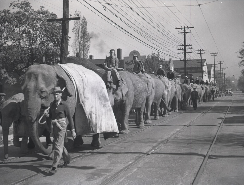 #92 Ringling-Barnum elephants walking out Charlotte Avenue to Centennial Park from the north end of Kayne Avenue, 1938