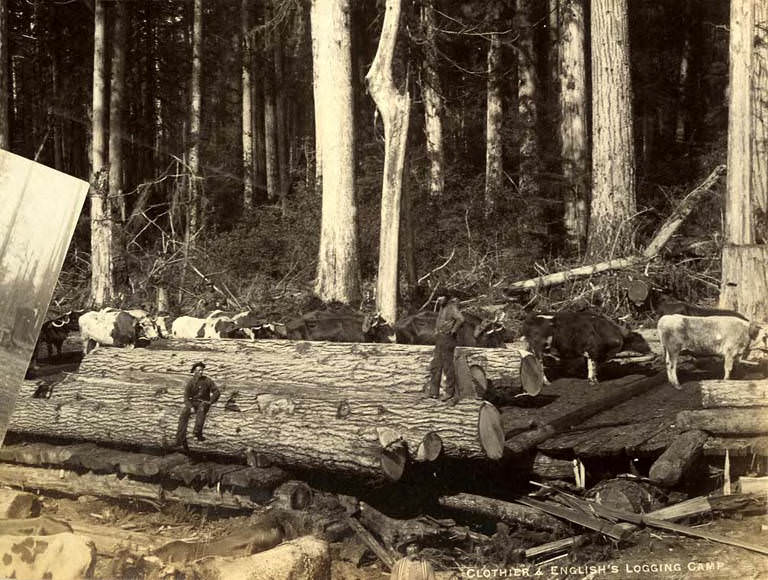 #40 Men, oxen, and logs at the Clothier & English’s Logging camp, 1889