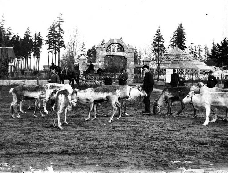 #76 Reindeer with entrance to Woodland Park in background, Seattle, 1898