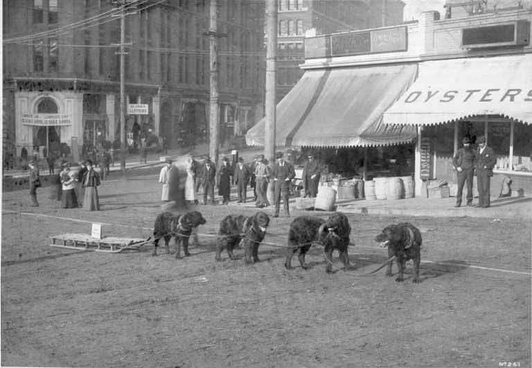 #87 Sled dogs at corner of Yesler Way and 2nd Ave., 1898
