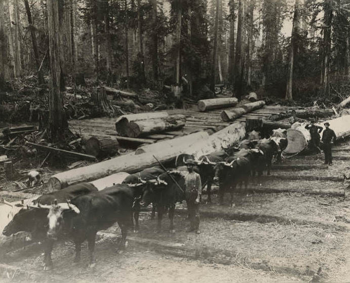 #196 Cattle team and workers on skid road, 1890