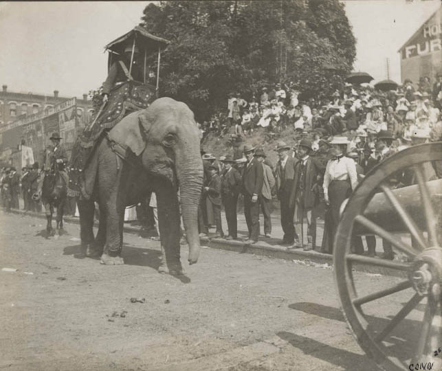 #204 Elephant on parade at Pine St. and 3rd Ave., 1899