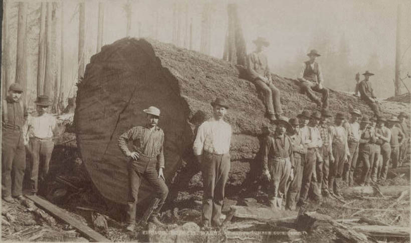#208 Fir log at Huron Lumber Company’s Bothell camp, 1895