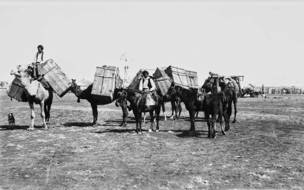 #11 Horse and camel team, Cloncurry, 1904