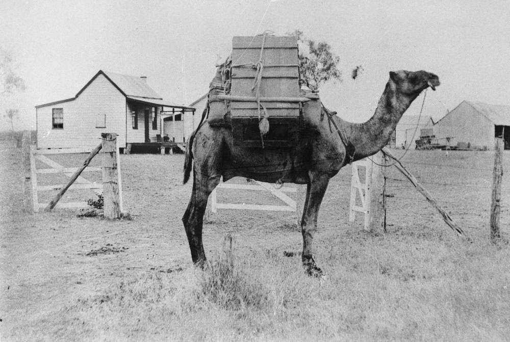 #12 Petti Khan’s camel at Canobie Station, 1895