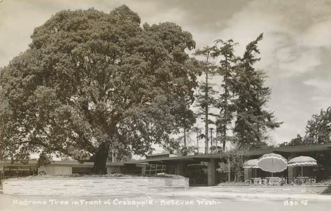 #9 Madrona tree in front of the Crabapple Restaurant, Bellevue, 1950