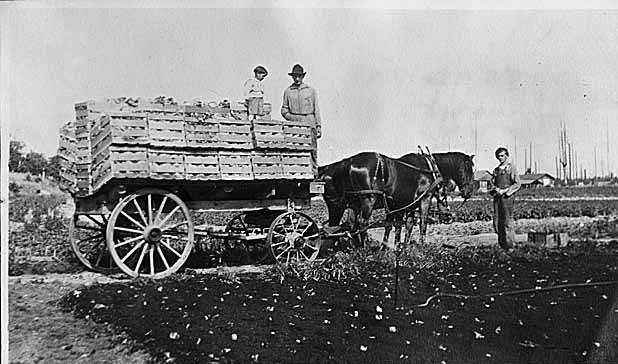 #69 Wagon load of lettuce on Aries farm, Bellevue, 1918