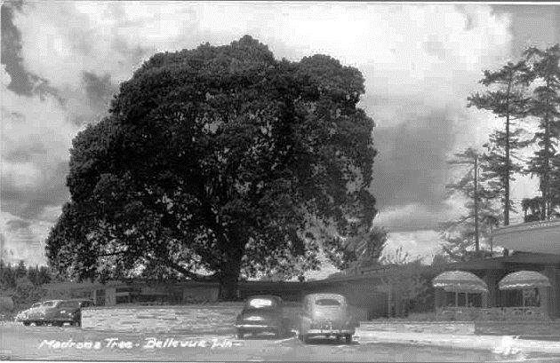 #27 Bellevue Square madrona tree, 1950.