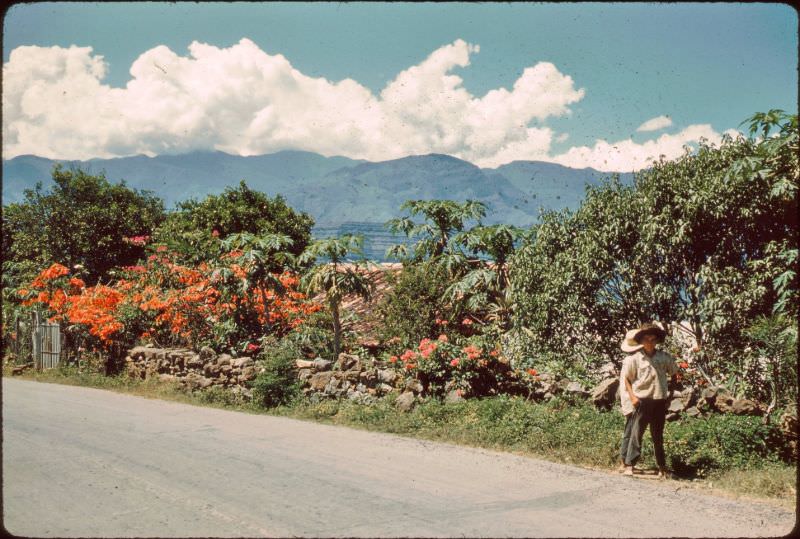 #15 Poinsettias, Colombia