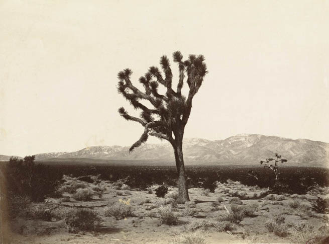 #19 Yucca tree, Spanish Bayonet, on the Great Basin, Southern California; Sierra Nevada in the distance, 1670 miles from Missouri River.