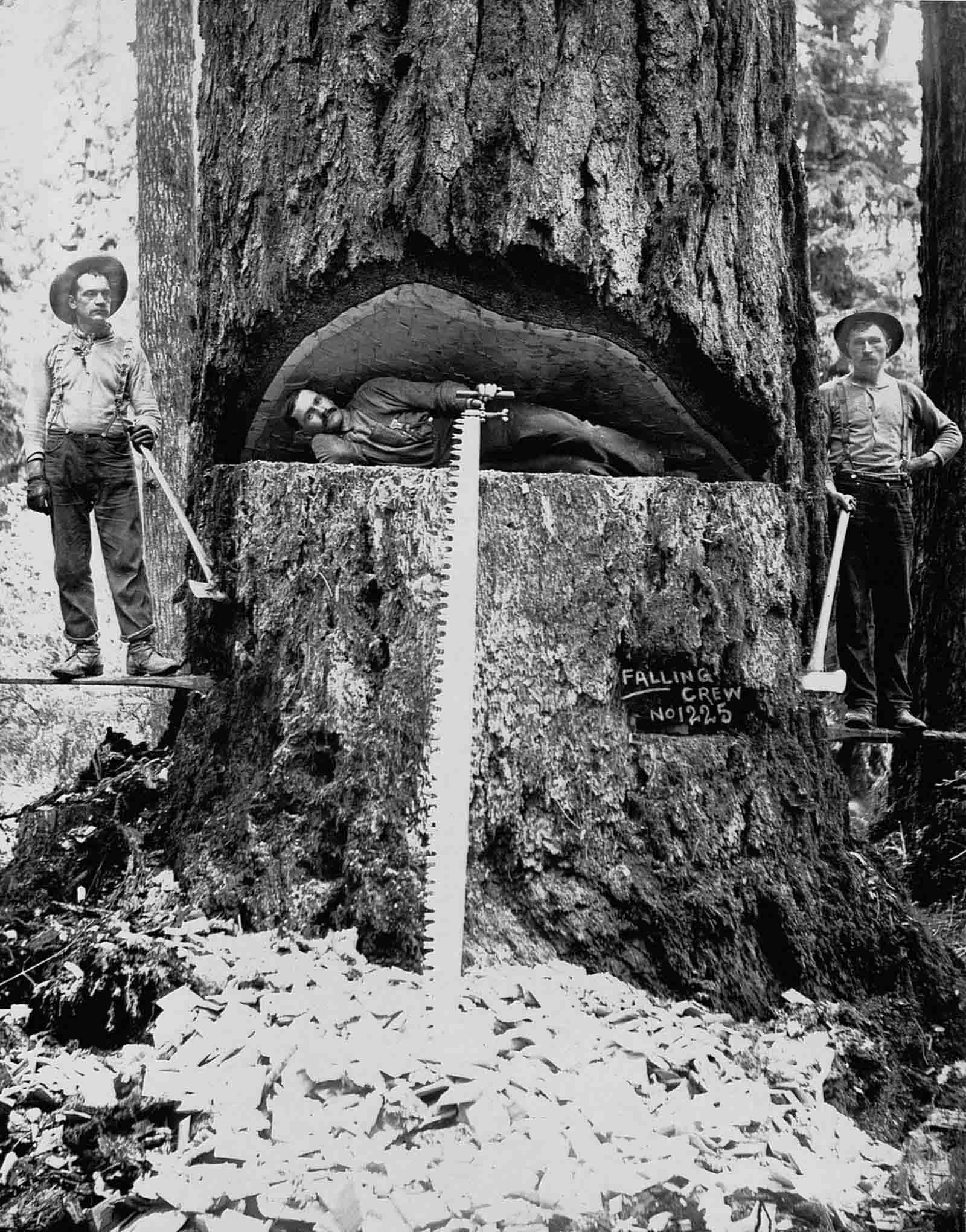 #1 Lumberjacks pose with a Douglas fir tree in Washington, 1899.