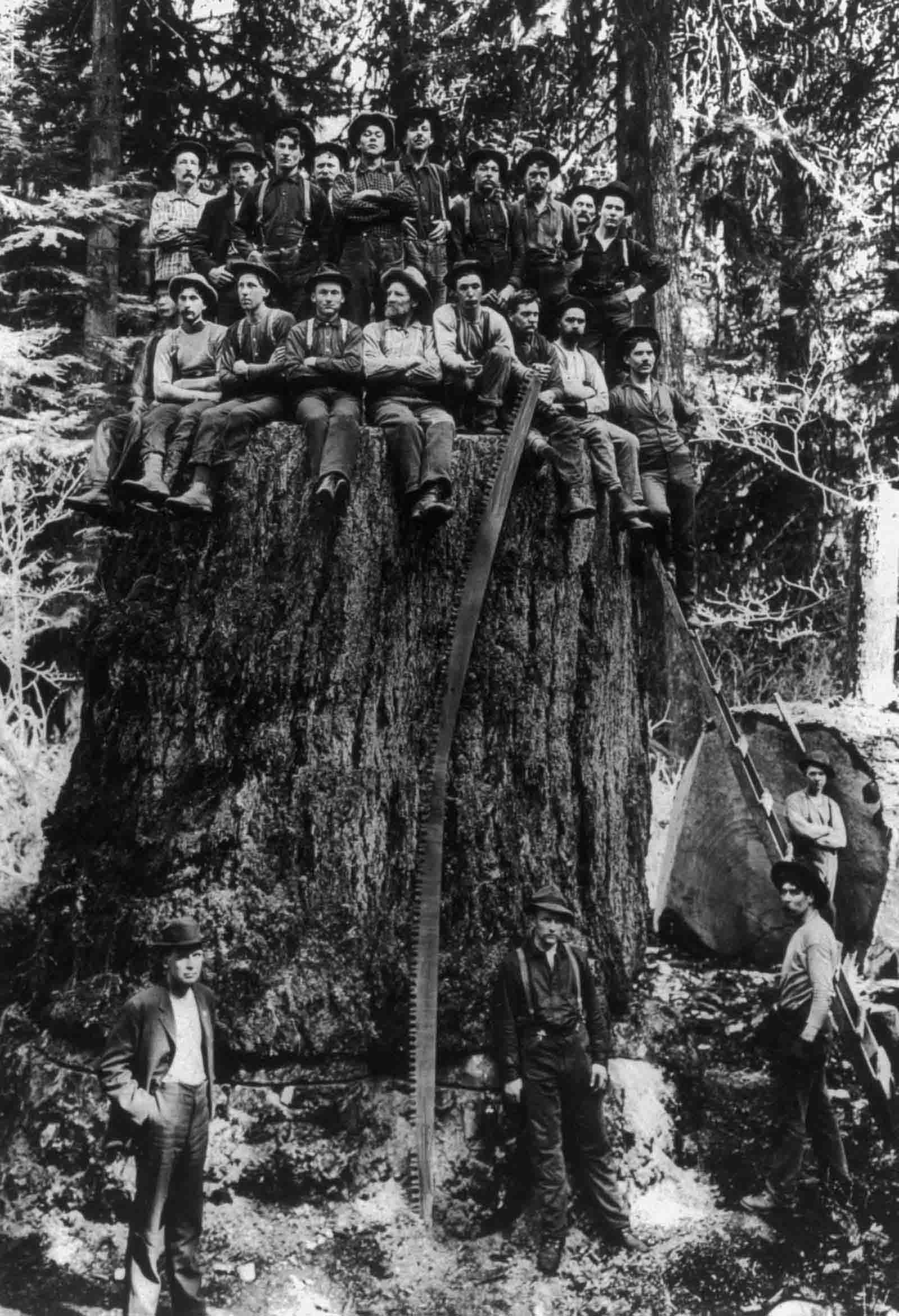 #10 Lumberjacks pose on the stump of a tree which was displayed at St. Louis World’s Fair, 1904.